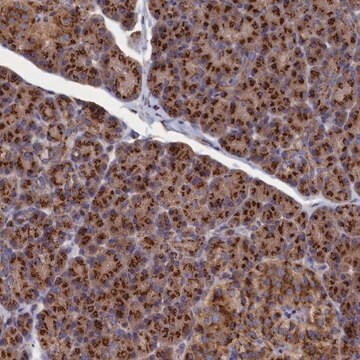 Anti-PRRC1 antibody produced in rabbit Prestige Antibodies&#174; Powered by Atlas Antibodies, affinity isolated antibody, buffered aqueous glycerol solution