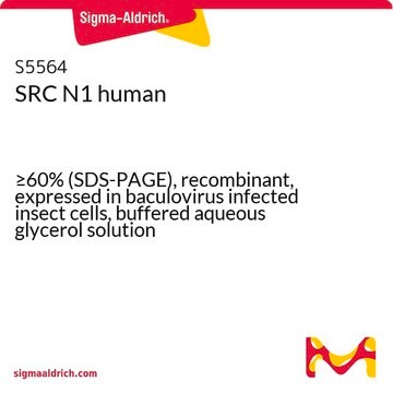 SRC N1 human &#8805;60% (SDS-PAGE), recombinant, expressed in baculovirus infected insect cells, buffered aqueous glycerol solution