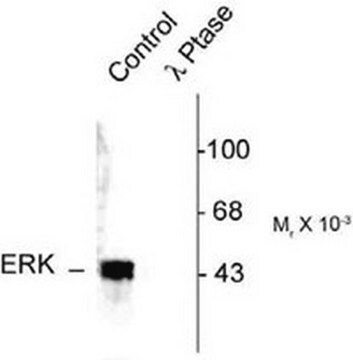 PhosphoDetect Anti-MAP Kinase ERK1/ERK2 (pThr&#178;&#8304;&#178;/Tyr&#178;&#8304;&#8308;) Rabbit pAb liquid, Calbiochem&#174;