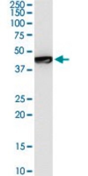 Monoclonal Anti-GTF2E1 antibody produced in mouse clone 1E12, ascites fluid