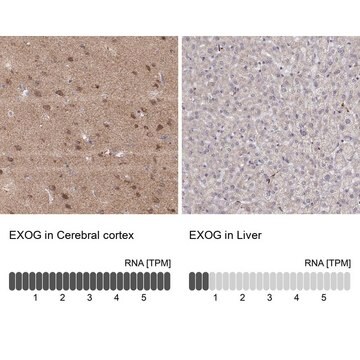 Anti-EXOG antibody produced in rabbit Prestige Antibodies&#174; Powered by Atlas Antibodies, affinity isolated antibody