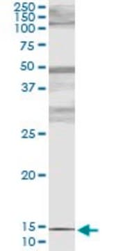 Monoclonal Anti-PTH antibody produced in mouse clone 4E10, purified immunoglobulin, buffered aqueous solution