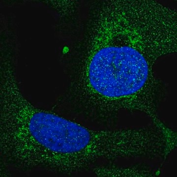 Anti-TEFM antibody produced in rabbit Prestige Antibodies&#174; Powered by Atlas Antibodies, affinity isolated antibody