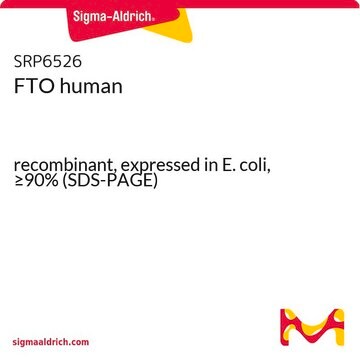 FTO human recombinant, expressed in E. coli, &#8805;90% (SDS-PAGE)