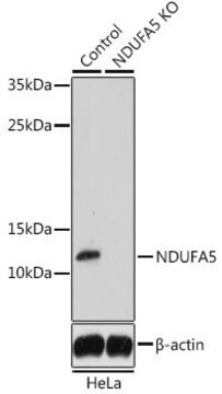 Anti-NDUFA5 antibody produced in rabbit