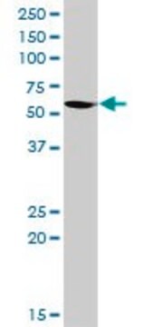 Anti-GATA2 antibody produced in rabbit purified immunoglobulin, buffered aqueous solution