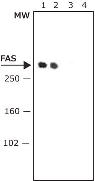 Anti-Fatty Acid Synthase (C-terminal) antibody produced in rabbit 1&#160;mg/mL, affinity isolated antibody, buffered aqueous solution