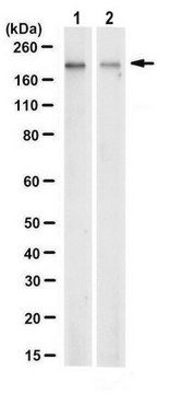 Anticorps anti-agrine, clone&nbsp;1H10.1 clone 1H10.1, from mouse