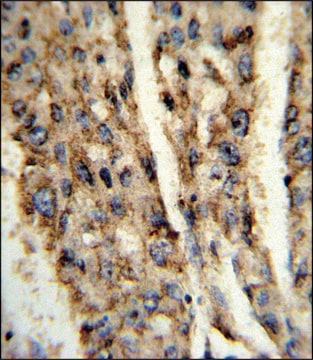 ANTI-DIO3 (C-TERM) antibody produced in rabbit IgG fraction of antiserum, buffered aqueous solution