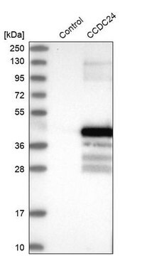 Anti-CCDC24 antibody produced in rabbit Prestige Antibodies&#174; Powered by Atlas Antibodies, affinity isolated antibody, buffered aqueous glycerol solution