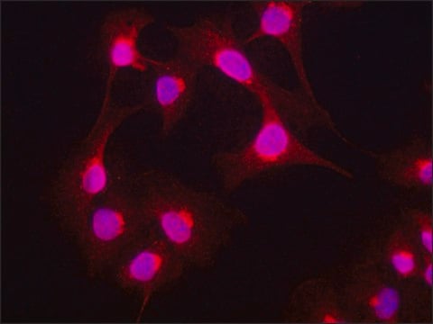 Anti-GLUT4 antibody produced in rabbit 1.5&#160;mg/mL, affinity isolated antibody, buffered aqueous solution