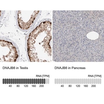 Anti-DNAJB6 antibody produced in rabbit Prestige Antibodies&#174; Powered by Atlas Antibodies, affinity isolated antibody, buffered aqueous glycerol solution