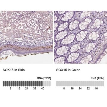 Anti-SOX15 antibody produced in rabbit Prestige Antibodies&#174; Powered by Atlas Antibodies, affinity isolated antibody, buffered aqueous glycerol solution