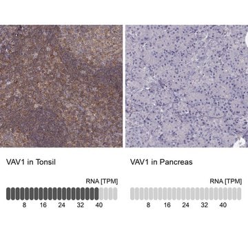 Anti-VAV1 antibody produced in rabbit Prestige Antibodies&#174; Powered by Atlas Antibodies, affinity isolated antibody, buffered aqueous glycerol solution