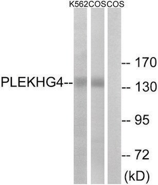 Anti-PLEKHG4 antibody produced in rabbit affinity isolated antibody