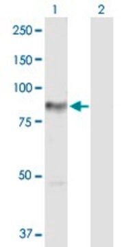 Anti-PRKCH antibody produced in rabbit purified immunoglobulin, buffered aqueous solution