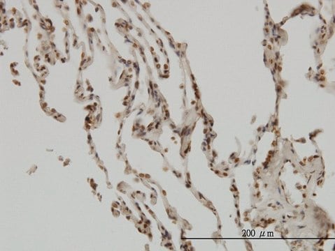 ANTI-NFKBIB antibody produced in mouse clone 1B5, purified immunoglobulin, buffered aqueous solution