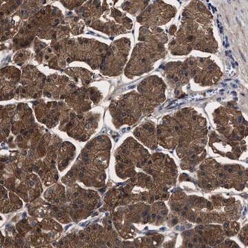 Anti-PPM1K antibody produced in rabbit Prestige Antibodies&#174; Powered by Atlas Antibodies, affinity isolated antibody, buffered aqueous glycerol solution, Ab2