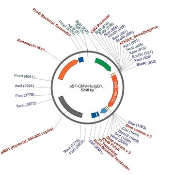 PSF-CMV-HUIGG1 HC - HUMAN IGG HEAVY CHAIN PLASMID plasmid vector for molecular cloning