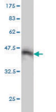 Monoclonal Anti-STAC antibody produced in mouse clone 2C5, purified immunoglobulin, buffered aqueous solution