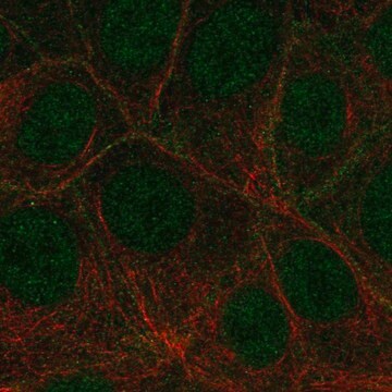 Anti-FLT4 antibody produced in rabbit Prestige Antibodies&#174; Powered by Atlas Antibodies, affinity isolated antibody