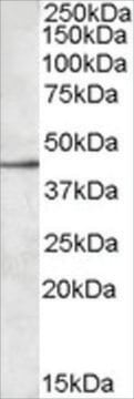 Anti-SIGLEC8 antibody produced in goat affinity isolated antibody, buffered aqueous solution