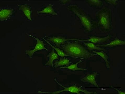 Anti-GIT2 antibody produced in rabbit purified immunoglobulin, buffered aqueous solution