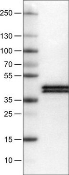 Monoclonal Anti-APOL1 antibody produced in mouse Prestige Antibodies&#174; Powered by Atlas Antibodies, clone CL0170, purified immunoglobulin, buffered aqueous glycerol solution