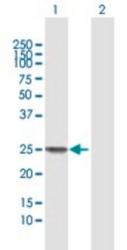 Anti-SSX1 antibody produced in mouse purified immunoglobulin, buffered aqueous solution