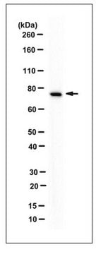 Anti-GRP78 Antibody, clone N88 clone N88, from mouse