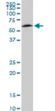 Monoclonal Anti-NAP1L1 antibody produced in mouse clone 2A9, purified immunoglobulin, buffered aqueous solution