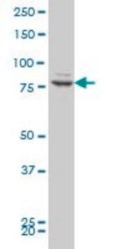 ANTI-ZNF263 antibody produced in mouse clone 2A1, purified immunoglobulin, buffered aqueous solution