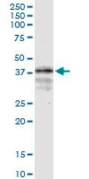 Monoclonal Anti-LONRF1, (N-terminal) antibody produced in mouse clone 1D9, purified immunoglobulin, buffered aqueous solution