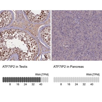 Anti-ATF7IP2 antibody produced in rabbit Prestige Antibodies&#174; Powered by Atlas Antibodies, affinity isolated antibody, buffered aqueous glycerol solution