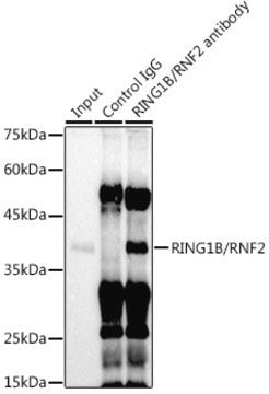 Anti-RING1B/RNF2 Antibody, clone 9Q2W2, Rabbit Monoclonal