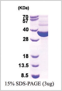 TRXB from Escherichia coli recombinant, expressed in E. coli, &#8805;90% (SDS-PAGE)