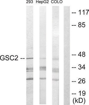 Anti-GSC2 antibody produced in rabbit affinity isolated antibody