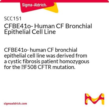 CFBE41o- Human CF Bronchial Epithelial Cell Line CFBE41o- human CF bronchial epithelial cell line was derived from a cystic fibrosis patient homozygous for the &#916;F508 CFTR mutation.