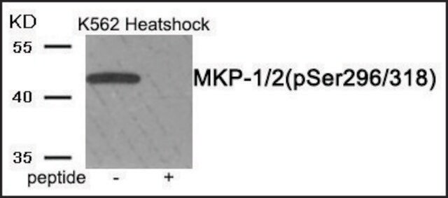 Anti-phospho-MKP-1/2 (pSer296/318) antibody produced in rabbit affinity isolated antibody