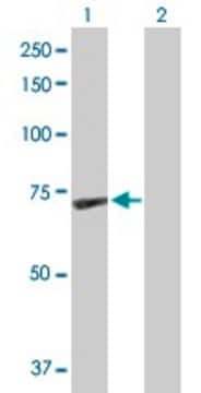 Anti-GBP1 antibody produced in rabbit purified immunoglobulin, buffered aqueous solution