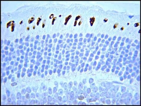 Anti-Opsin Antibody, blue Chemicon&#174;, from rabbit