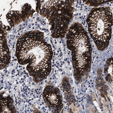 Anti-OLFML2A antibody produced in rabbit Prestige Antibodies&#174; Powered by Atlas Antibodies, affinity isolated antibody, buffered aqueous glycerol solution, Ab1