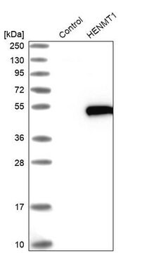 Anti-HENMT1 antibody produced in rabbit Prestige Antibodies&#174; Powered by Atlas Antibodies, affinity isolated antibody, buffered aqueous glycerol solution, ab1