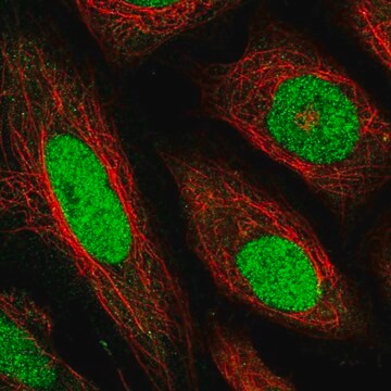 Anti-TEAD1 antibody produced in rabbit Prestige Antibodies&#174; Powered by Atlas Antibodies, affinity isolated antibody