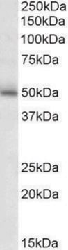 Anti-GABRG2 antibody produced in goat affinity isolated antibody, buffered aqueous solution