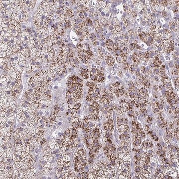 Anti-LRRC4B antibody produced in rabbit Prestige Antibodies&#174; Powered by Atlas Antibodies, affinity isolated antibody, buffered aqueous glycerol solution