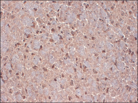 Monoclonal Anti-CNTN1 antibody produced in mouse clone S73-20, 1&#160;mg/mL, purified immunoglobulin