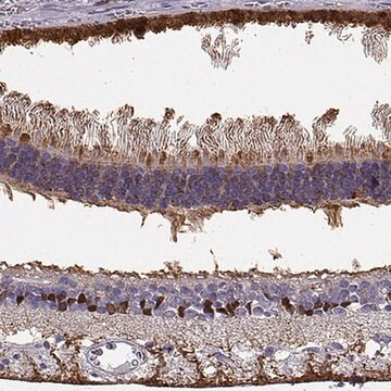 Anti-RLBP1 antibody produced in rabbit Prestige Antibodies&#174; Powered by Atlas Antibodies, affinity isolated antibody