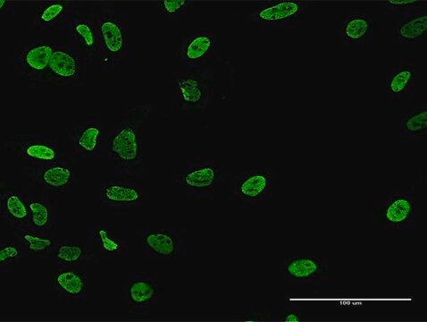 Anti-RALYL antibody produced in mouse purified immunoglobulin, buffered aqueous solution