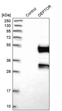 ANTI-DEPTOR antibody produced in rabbit Prestige Antibodies&#174; Powered by Atlas Antibodies, affinity isolated antibody, buffered aqueous glycerol solution, Ab3